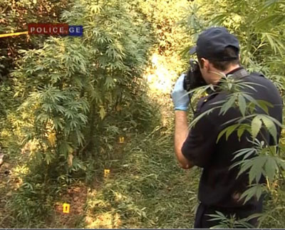 aqtual-2-marixuana-2