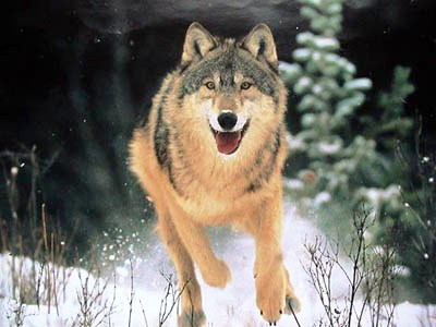 wolf