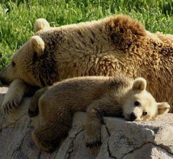 1-medved-aqt-1-red-1