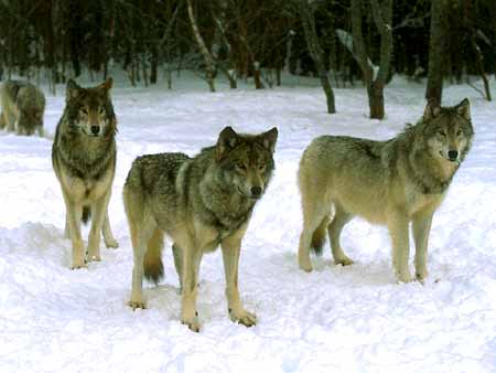 wolfs